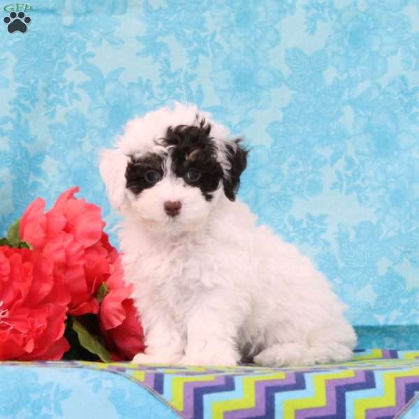 Snickers, Toy Poodle Puppy